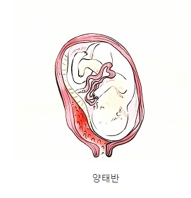 양태반 가루 영양성분 효능 섭취량 주의사항 정리